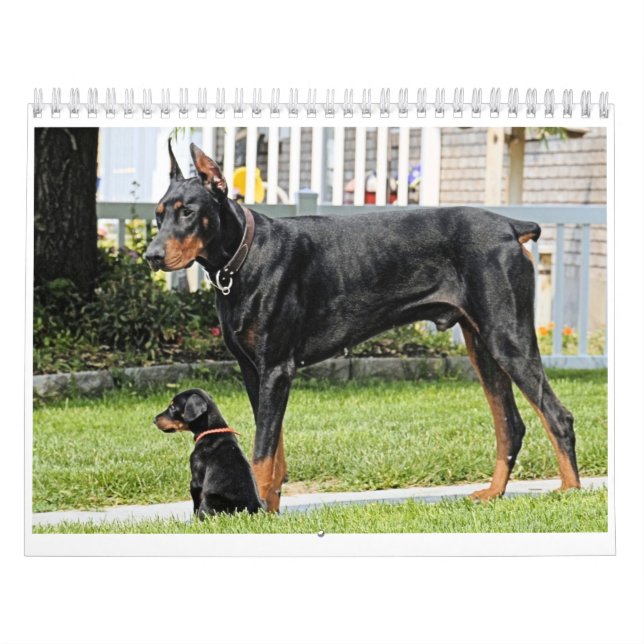 Dobermankalender Kalender (Omslag)