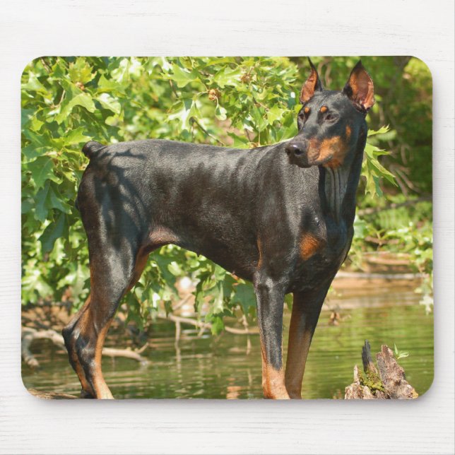 Dobermanmusen vadderar musmatta (Framsidan)