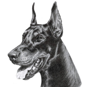 Dobermann Blyertsteckning Vykort
