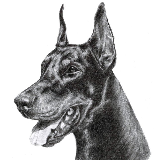 Dobermann Blyertsteckning Vykort (Doberman Pencil Drawing
)