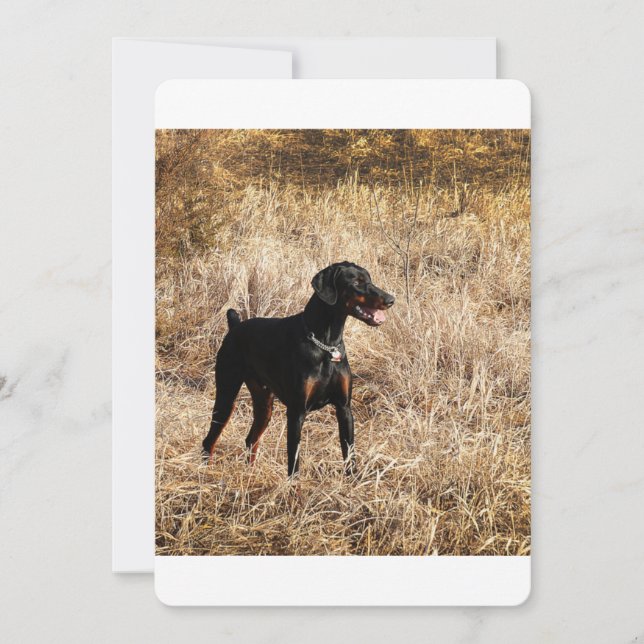 Dobermann_Bruno.png (Framsida)