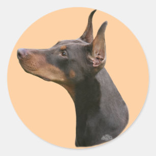 Dobermann Pinscher head- red/black Sticker Runt Klistermärke