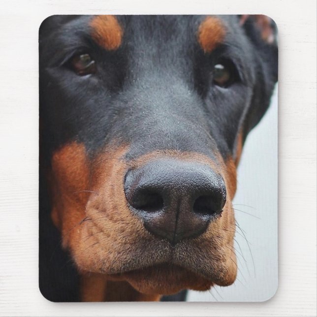 Dobermann Pinscher Musmatta (Framsidan)