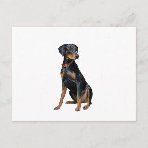 Dobermann Pinscher (naturlig) Vykort