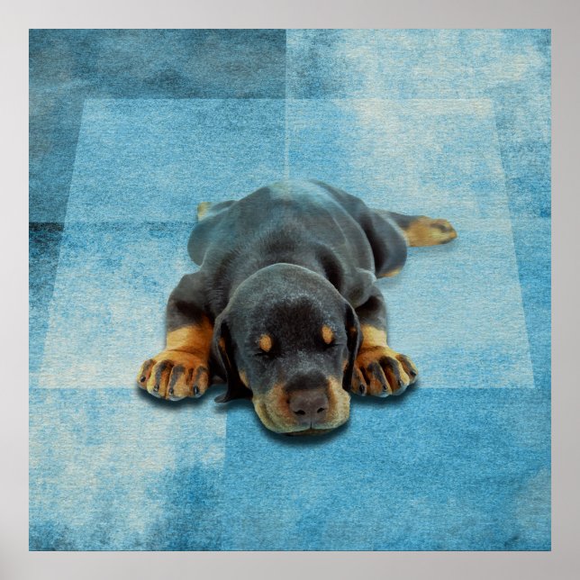 Dobermann Puppy - Doberman Pinscher Poster (Framsidan)
