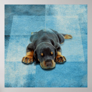 Dobermann valp - DobermanPinscher Poster