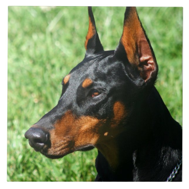 DobermanPinscher Kakelplatta (Framsidan)