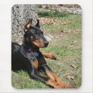 DobermanPinscher Musmatta