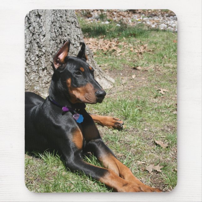 DobermanPinscher Musmatta (Framsidan)