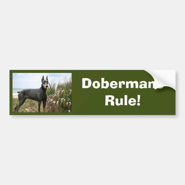 DobermanPinscherbildekal Bildekal (Framsidan)