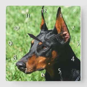 DobermanPinscherhunden tar tid på Fyrkantig Klocka