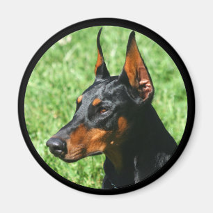 dobermanpinschermagnet magnet