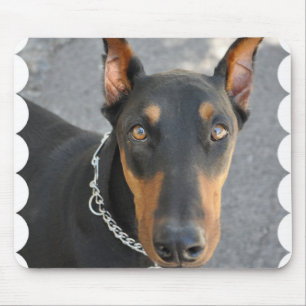 DobermanPinschermusen vadderar Musmatta