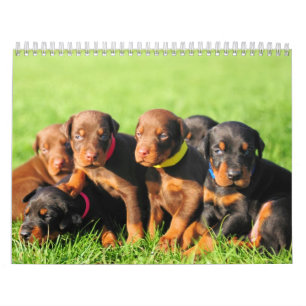Dobermanvalpkalender 2013 kalender
