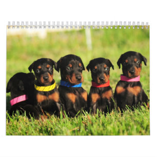 Dobermanvalpkalender 2013 kalender