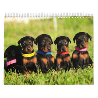Dobermanvalpkalender 2013 kalender