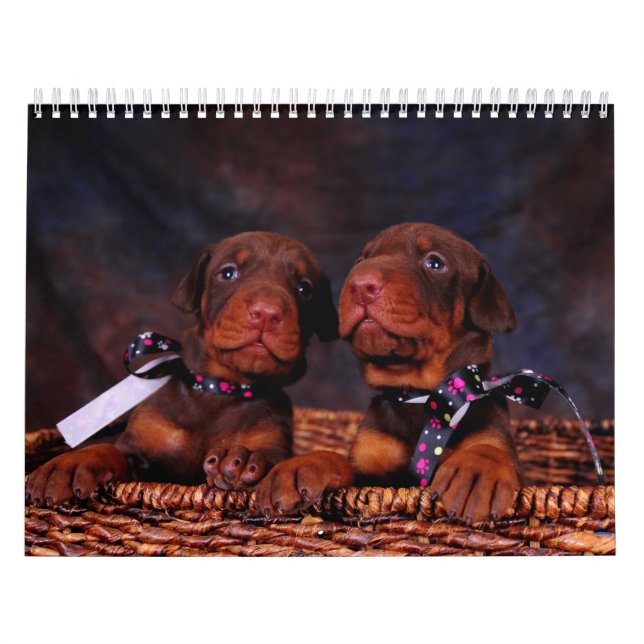 Dobermanvalpkalender Kalender (Omslag)