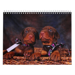 Dobermanvalpkalender Kalender