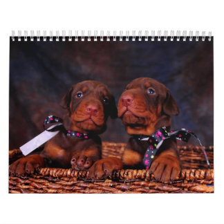 Dobermanvalpkalender Kalender