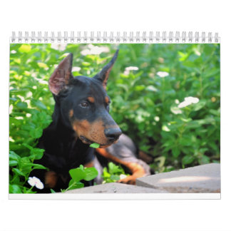 Dobermanvalpkalendern uppdaterade 2012 kalender
