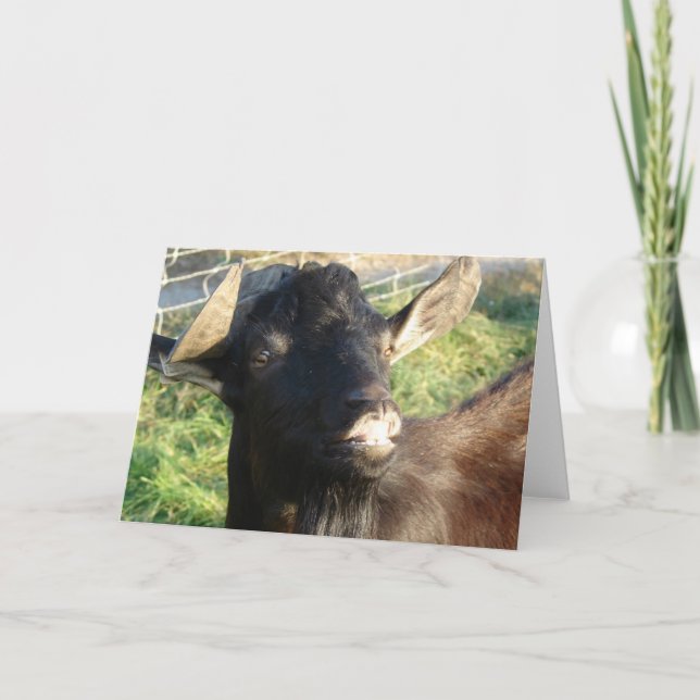 Dobie, Alpine Billy Kort (Framsida)