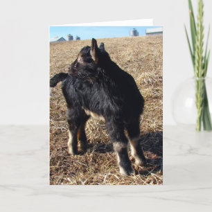 Dobie Goat Kid Tillfällens Kort