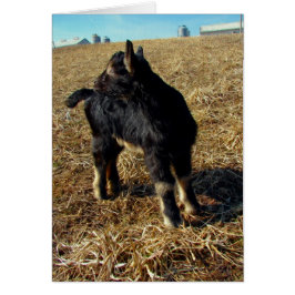 Dobie the Goat Kid Hälsningskort