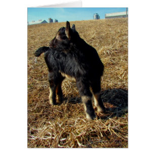 Dobie the Goat Kid Hälsningskort