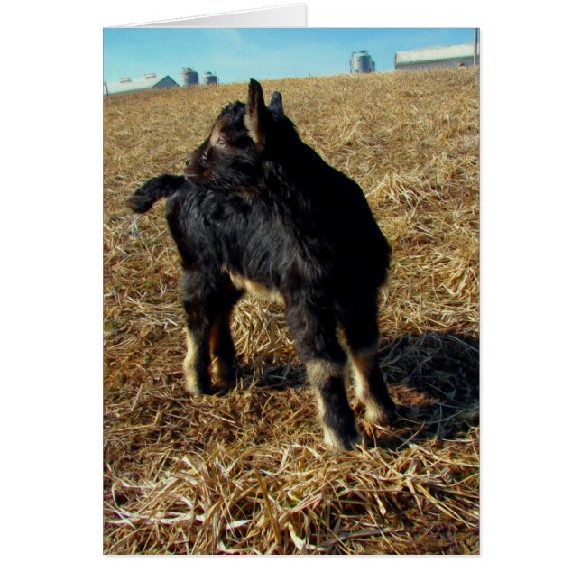 Dobie the Goat Kid Hälsningskort (Framsidan)