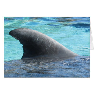 Dockafena - TBD-serie OBS Kort