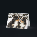 Dockor för Bernese berghund sniffar varje annan Kort<br><div class="desc">Snöig bernese berghunddockor sniffar varje andra</div>