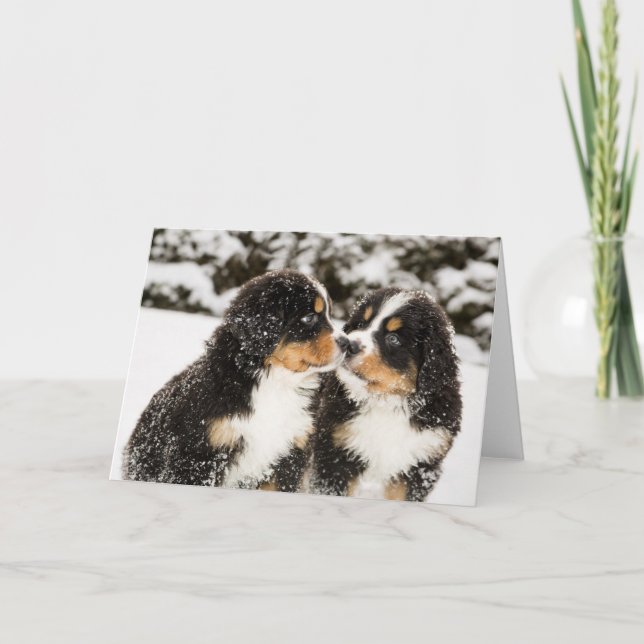 Dockor för Bernese berghund sniffar varje annan Kort (Framsida)