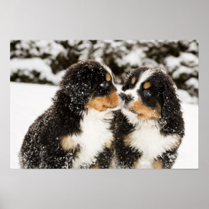 Dockor för Bernese berghund sniffar varje annan Poster