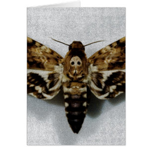 Död Head Lachesis för Hawkmoth Acherontia Hälsningskort