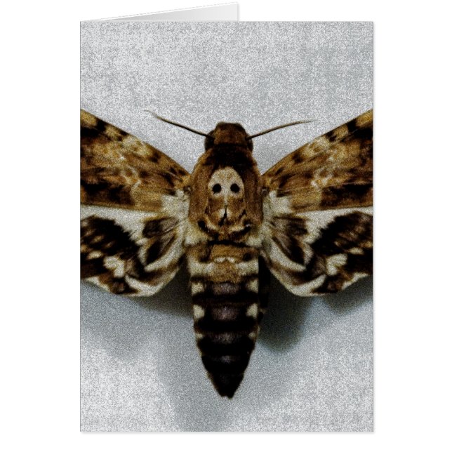Död Head Lachesis för Hawkmoth Acherontia Hälsningskort (Framsidan)