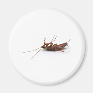 Död kackerlacka magnet