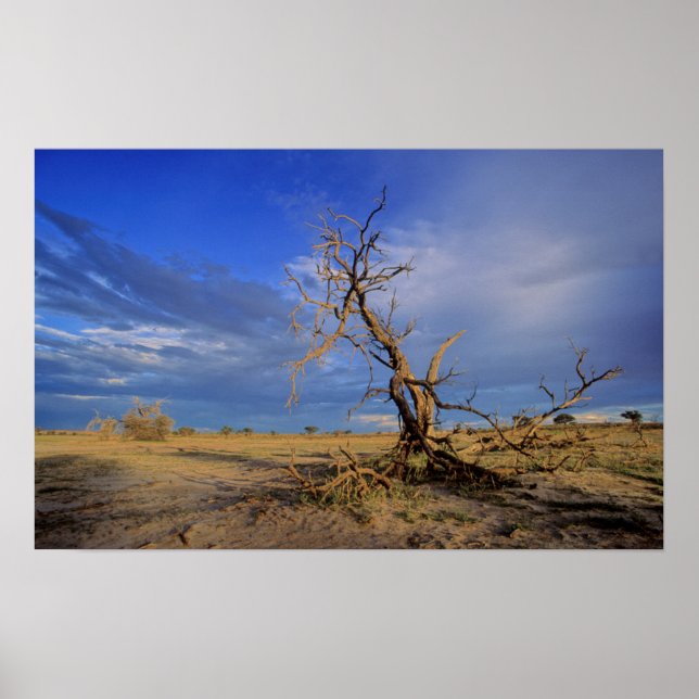 Död kamelthorn (Acacia Erioloba) Träd Poster (Framsidan)