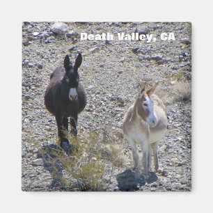 Död Valley Donkey Magnet! Magnet
