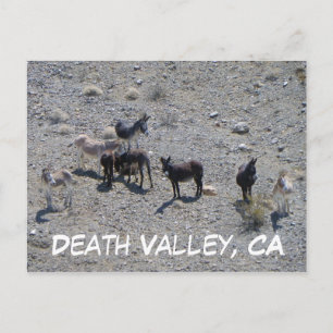 Död Valley Donkey Postcard! Vykort