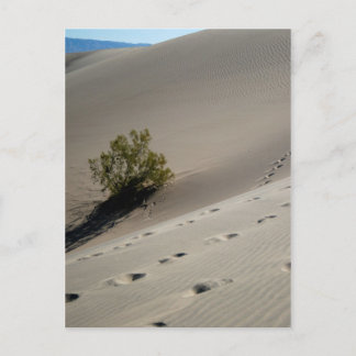 Död Valley Dunes 4 Vykort