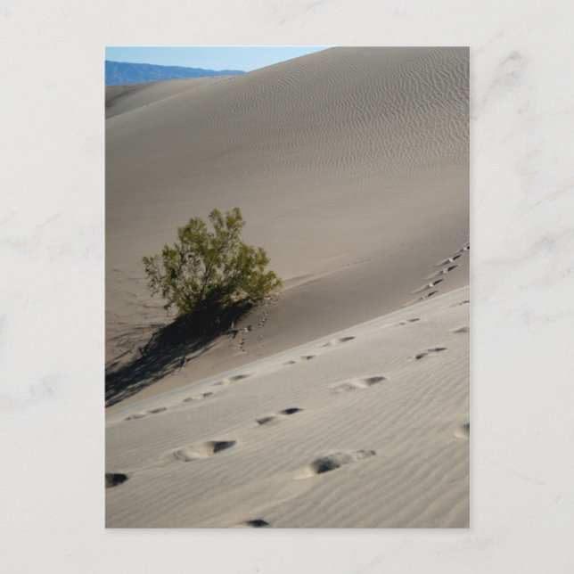 Död Valley Dunes 4 Vykort (Framsida)