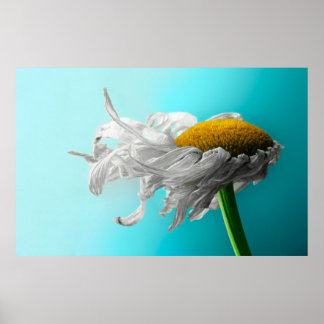 Döda Daisy Ljuger sällan Poster