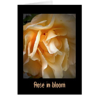 Döda Rosor: Ro i bloom Hälsningskort