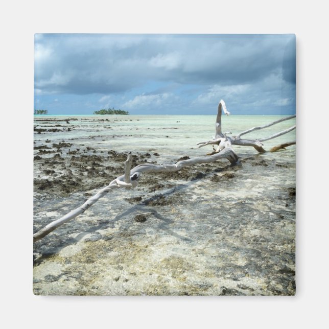 Döda trävaror i Stillahavsmagnet Magnet (Framsidan)