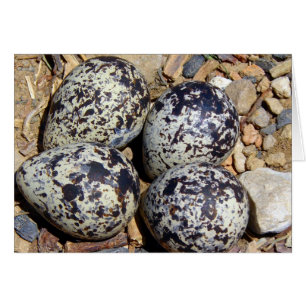 DödaÖr Nest med ägg Hälsningskort