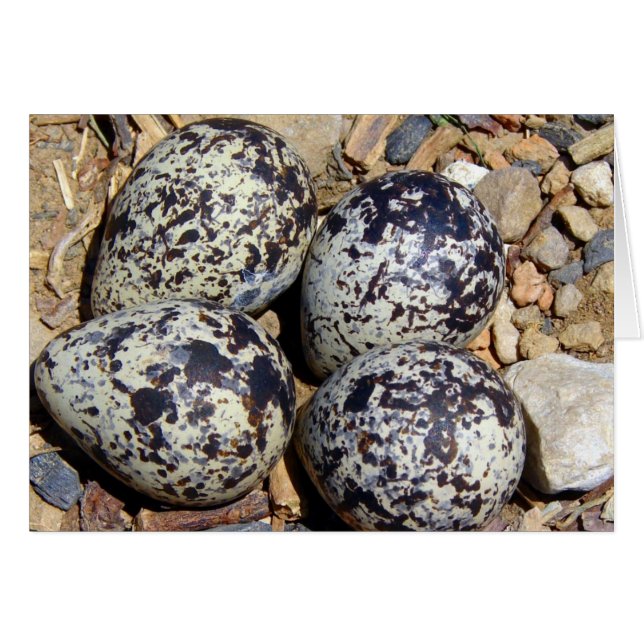 DödaÖr Nest med ägg Hälsningskort (Framsidan Horizontal)