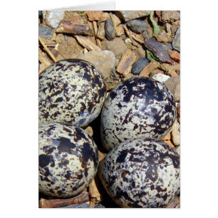 DödaÖr Nest med ägg Hälsningskort