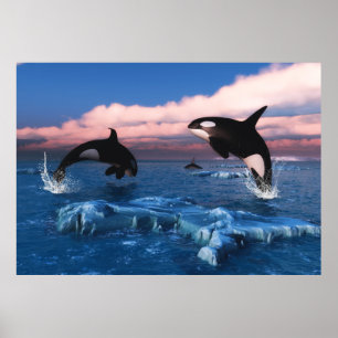Dödare valar i Arktiska havet Poster