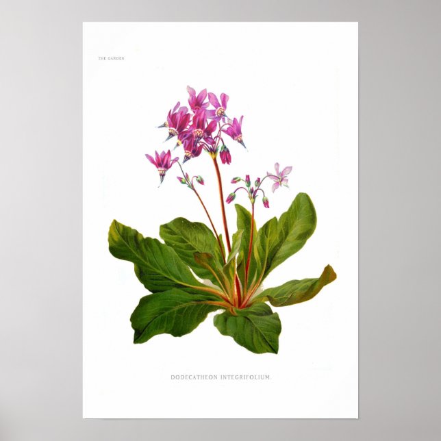 Dodecatheon integrifolium poster (Framsidan)