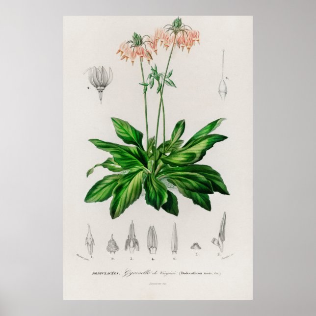 Dodecatheon meadia poster (Framsidan)